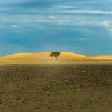 Ein einzelner Baum mitten in der Dürre