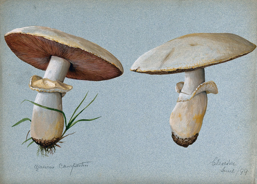 beispielhaft zur Illustration, zwei gezeichnete Pilze um die Wirkung von Crdyceps zu illusitrieren