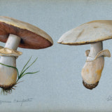 beispielhaft zur Illustration, zwei gezeichnete Pilze um die Wirkung von Crdyceps zu illusitrieren