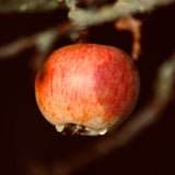 Ein roter Apfel an einem Baum