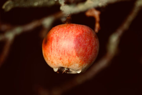 Ein roter Apfel an einem Baum