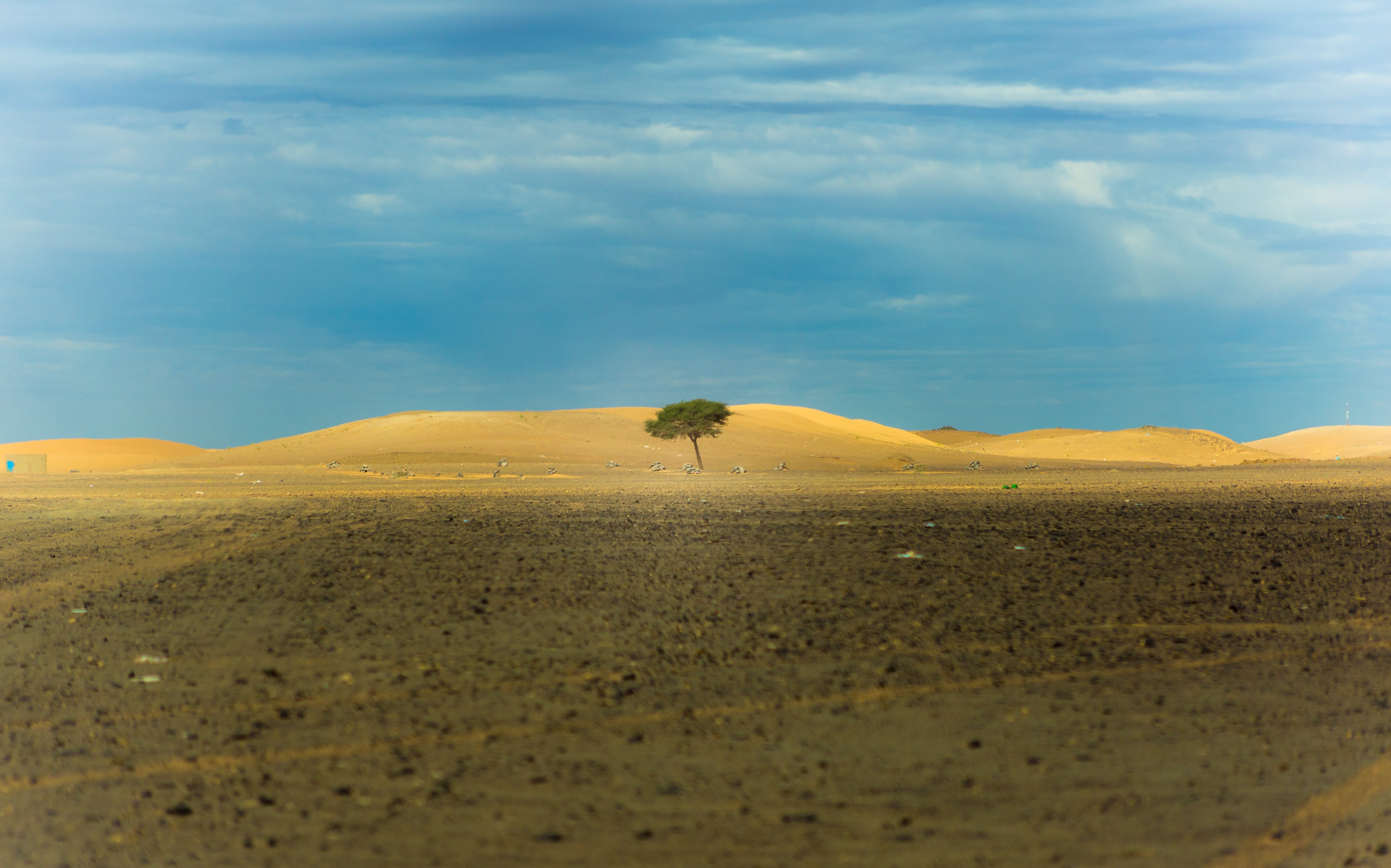 Ein einzelner Baum mitten in der Dürre