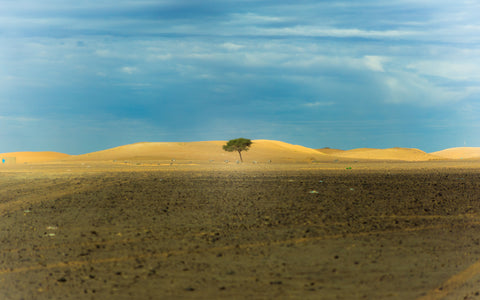 Ein einzelner Baum mitten in der Dürre
